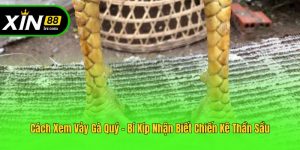 Cách Xem Vảy Gà Quý - Bí Kíp Nhận Biết Chiến Kê Thần Sầu