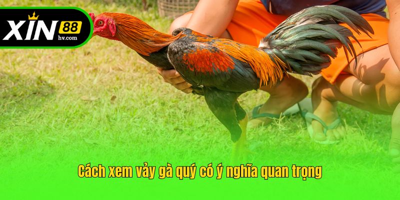 Cách xem vảy gà quý có ý nghĩa quan trọng