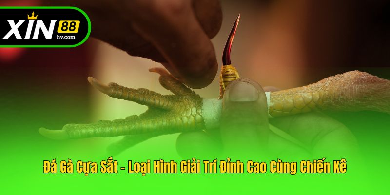 Đá Gà Cựa Sắt - Loại Hình Giải Trí Đỉnh Cao Cùng Chiến Kê