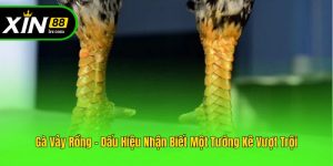Gà Vảy Rồng - Dấu Hiệu Nhận Biết Một Tướng Kê Vượt Trội