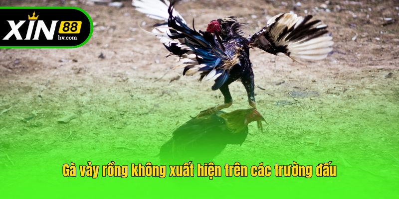 Gà vảy rồng không xuất hiện trên các trường đấu