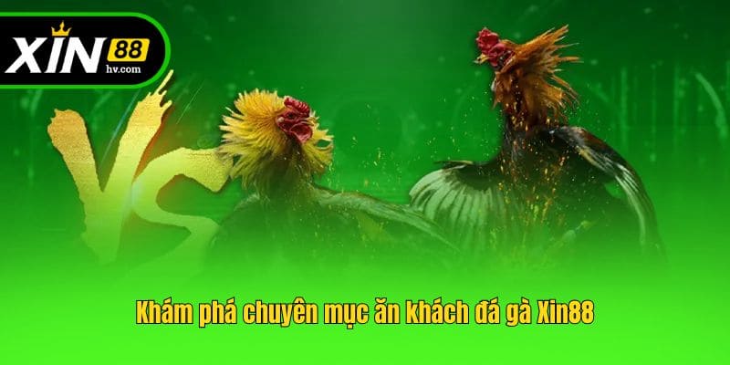 Khám phá chuyên mục ăn khách đá gà Xin88