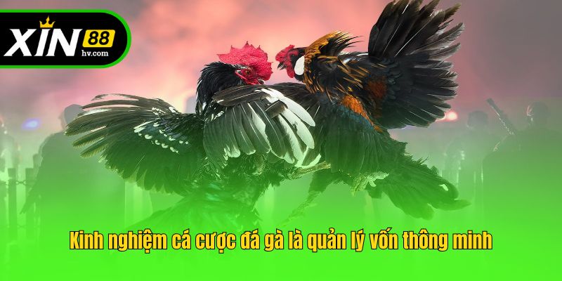 Kinh nghiệm cá cược đá gà là quản lý vốn thông minh