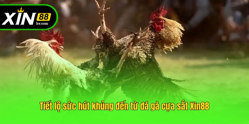 Tiết lộ sức hút khủng đến từ đá gà cựa sắt Xin88